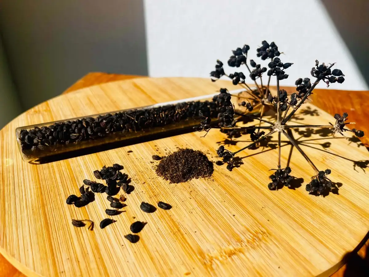 Maceron moulu 30g